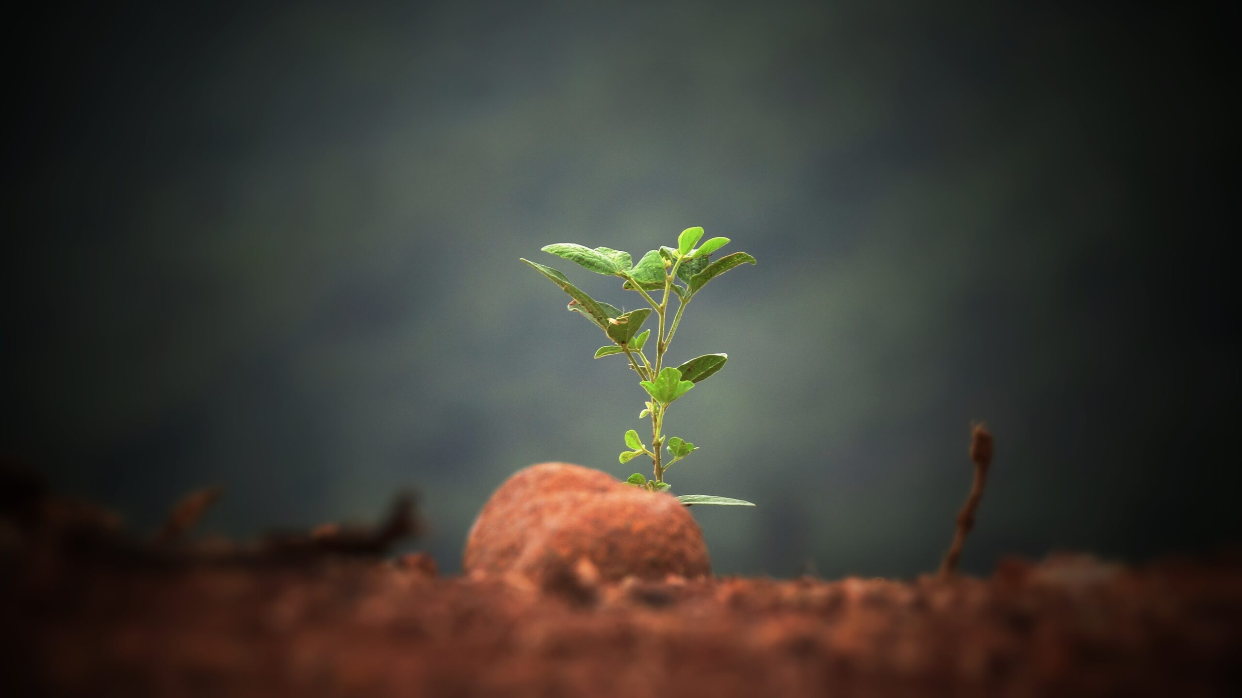 Grow into Your Career